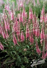 Attēlu rezultāti vaicājumam “Veronica longifolia”