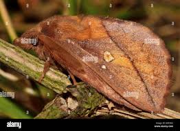 Attēlu rezultāti vaicājumam “Euthrix potatoria imago”