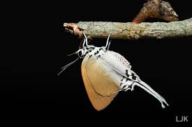 Attēlu rezultāti vaicājumam “Theclinae”