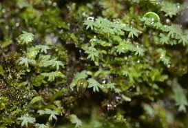 Attēlu rezultāti vaicājumam “Plagiochila”