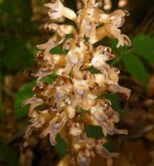 Attēlu rezultāti vaicājumam “Neottia nidus-avis bud”