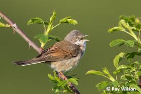 Attēlu rezultāti vaicājumam “Sylvia communis”