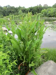 Attēlu rezultāti vaicājumam “Rumex hydrolapathum”