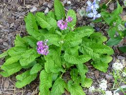 Attēlu rezultāti vaicājumam “Stachys officinalis leaf”