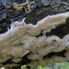 Attēlu rezultāti vaicājumam “Rhodonia placenta”