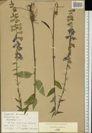 Attēlu rezultāti vaicājumam “Campanula bononiensis”