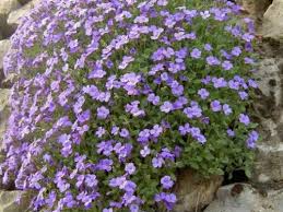 Image result for Aubrieta hybrida (cultorum)