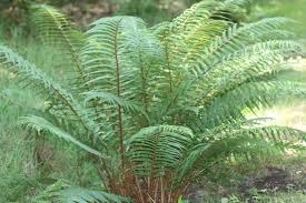 Attēlu rezultāti vaicājumam “Dryopteris dilatata”