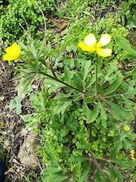 Attēlu rezultāti vaicājumam “Ranunculus bulbosus flower”