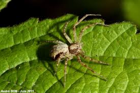 Attēlu rezultāti vaicājumam “Philodromus sp.”