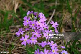 Attēlu rezultāti vaicājumam “Primula farinosa leaf”