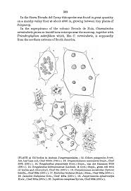Attēlu rezultāti vaicājumam “Jungermannia sphaerocarpa sporophyte”