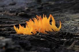 Attēlu rezultāti vaicājumam “Calocera glossoides”