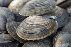 Image result for Clams
