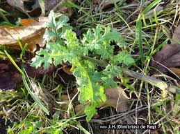 Attēlu rezultāti vaicājumam “Jacobaea vulgaris leaf”