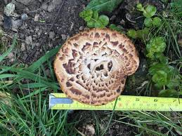 Attēlu rezultāti vaicājumam “Polyporus squamosus”