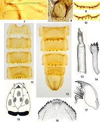 Attēlu rezultāti vaicājumam “Retinia resinella pupa”