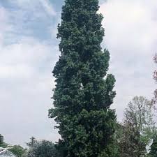 Attēlu rezultāti vaicājumam “Populus nigra Italica”