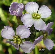 Attēlu rezultāti vaicājumam “Cruciferae”