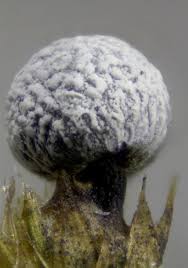 Attēlu rezultāti vaicājumam “Physarum leucophaeum sessile”