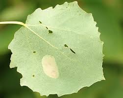 Attēlu rezultāti vaicājumam “Phyllonorycter apparella”