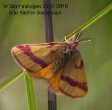 Attēlu rezultāti vaicājumam “Lythria cruentaria”