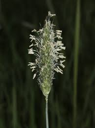 Attēlu rezultāti vaicājumam “Alopecurus pratensis”