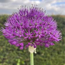 Attēlu rezultāti vaicājumam “Allium holandicum”