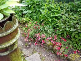 Attēlu rezultāti vaicājumam “Helianthemum x hybridum flower”