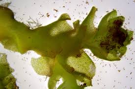 Attēlu rezultāti vaicājumam “Lophozia”