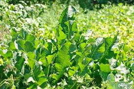 Attēlu rezultāti vaicājumam “Armoracia rusticana”