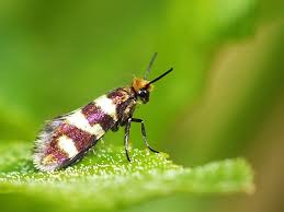 Attēlu rezultāti vaicājumam “Micropterix aureatella”