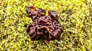 Attēlu rezultāti vaicājumam “Gyromitra esculenta”