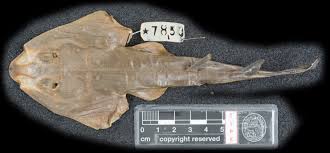 Image result for Acroteriobatus annulatus