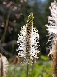 Attēlu rezultāti vaicājumam “Plantago media bud”