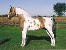 Stallions Main.