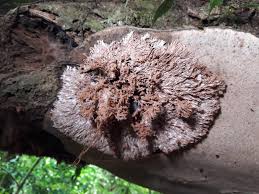 Attēlu rezultāti vaicājumam “Sporophagomyces chrysostomus”