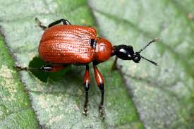 Attēlu rezultāti vaicājumam “Attelabidae”