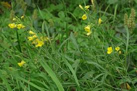 Attēlu rezultāti vaicājumam “Diplotaxis tenuifolia fruit”