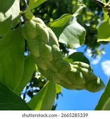 Attēlu rezultāti vaicājumam “Magnolia acuminata fruit”