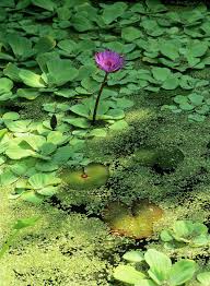 Attēlu rezultāti vaicājumam “Lotus sp. flower”