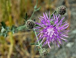 Attēlu rezultāti vaicājumam “Centaurea stoebe fruit”