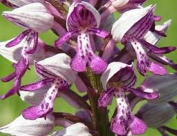 Attēlu rezultāti vaicājumam “Orchis militaris”