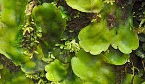 Attēlu rezultāti vaicājumam “Aloina rigida sporophyte”