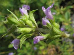 Attēlu rezultāti vaicājumam “Acinos arvensis flower”