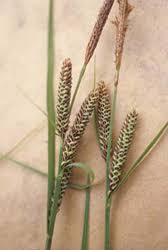 Attēlu rezultāti vaicājumam “Carex nigra”