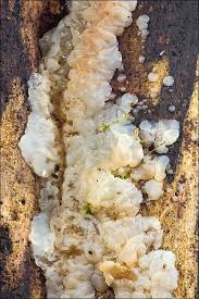 Attēlu rezultāti vaicājumam “Exidia cartilaginea”