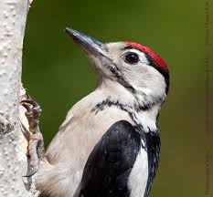 Attēlu rezultāti vaicājumam “Dendrocopos major juvenile”