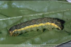 Attēlu rezultāti vaicājumam “Mamestra brassicae pupa”