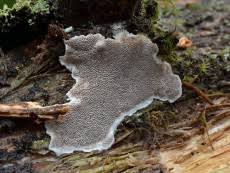 Attēlu rezultāti vaicājumam “Cinereomyces lindbladii”